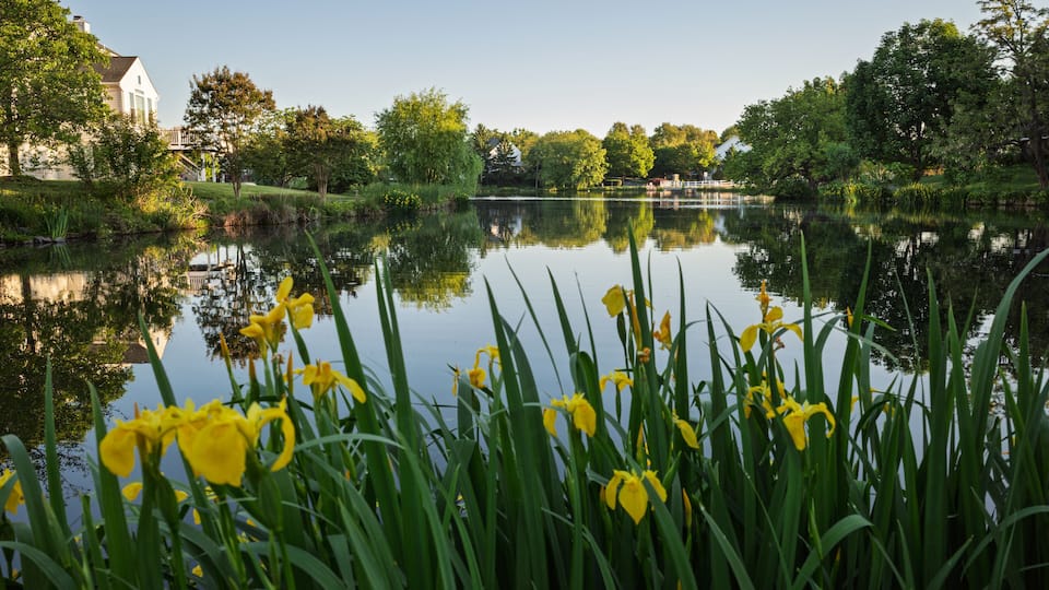 Morning sunlight on lakeside irises in Ashburn Village Virginia