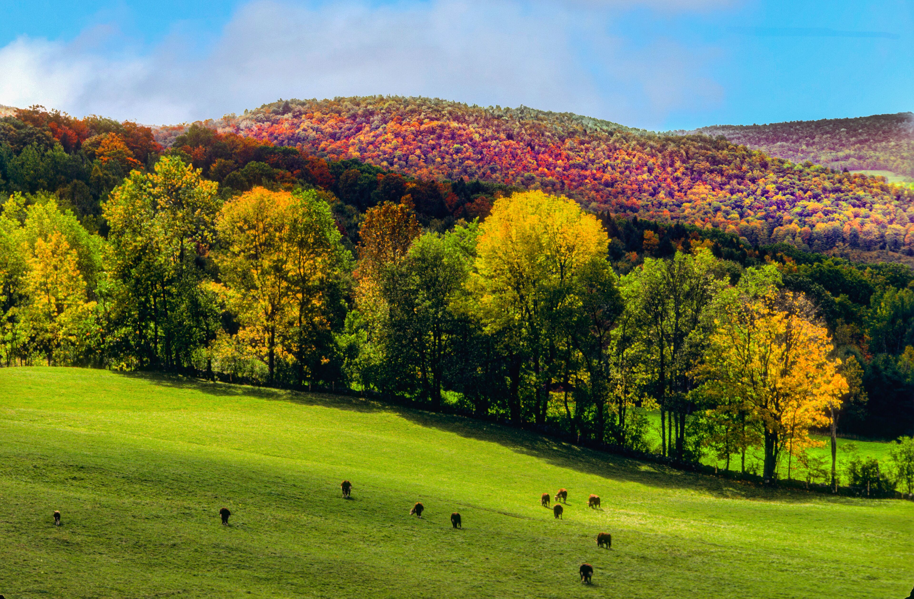 Fall foliage in Vermont hillside pasture with grazing cattle
