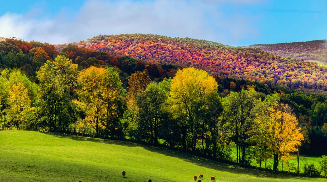 Fall foliage in Vermont hillside pasture with grazing cattle