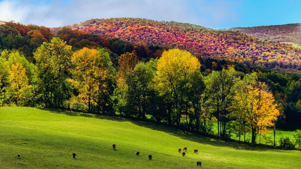 A grassy field with cows grazing, surrounded by autumn-colored trees and a hill in the background.