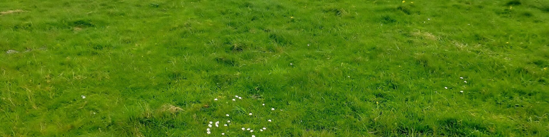 Un campo cubierto de hierba con flores blancas dispersas y una vista distante del océano.