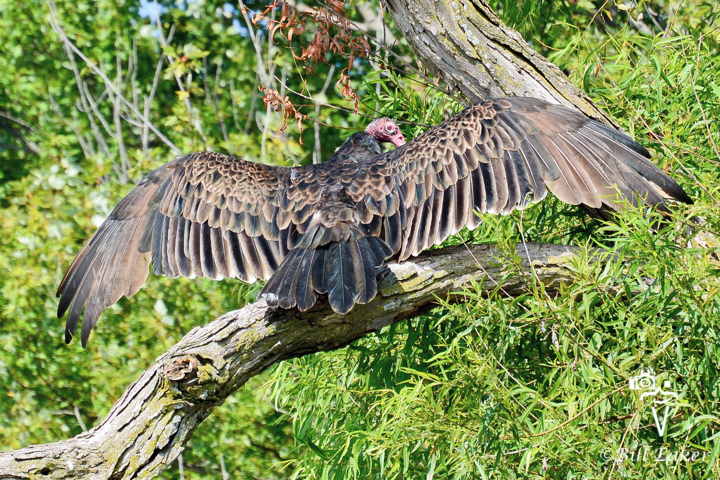Another sun-bathing beauty:)