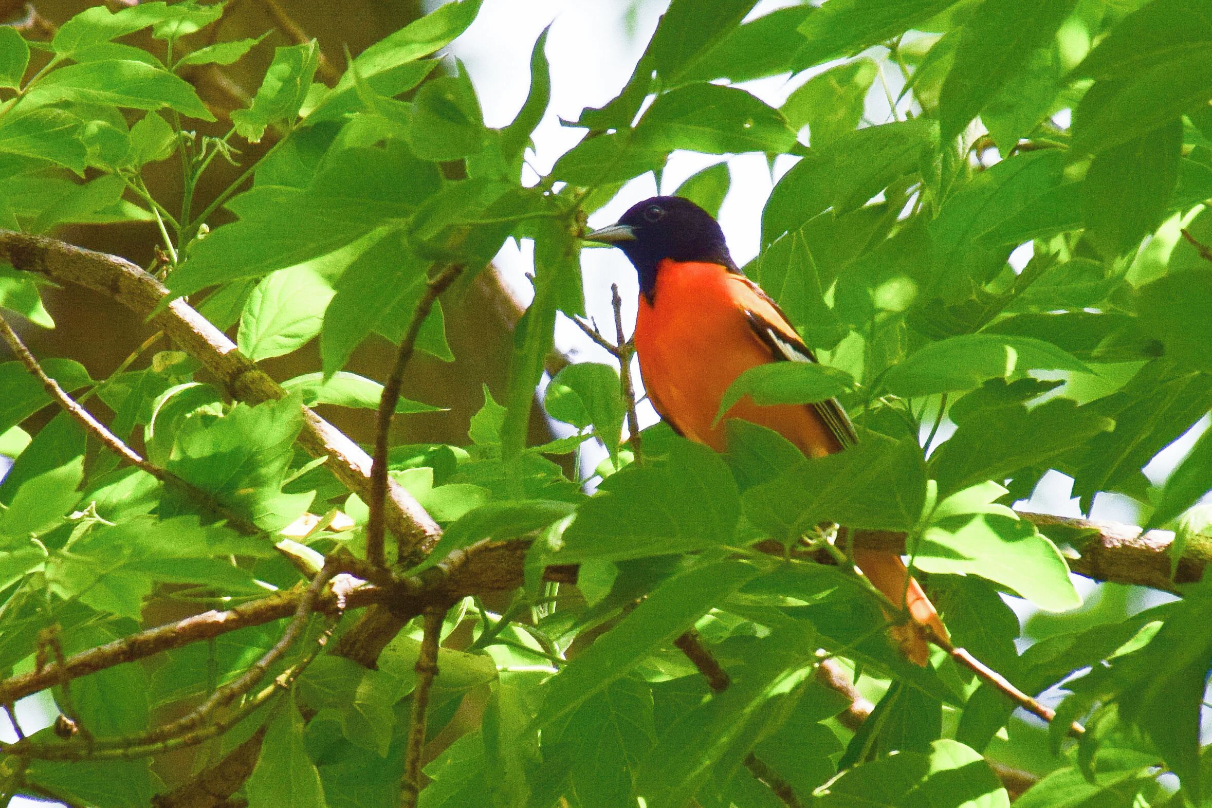 Nahant Marsh is a restored nature preserve right off of Interstate 280 in southwest Davenport.  It is a great place to spend the day hiking and enjoying nature.  This beautiful Baltimore oriole was in the wooded area near the pond. 