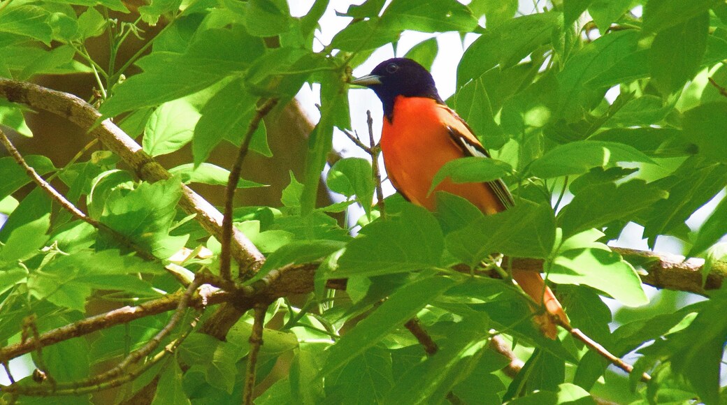 Nahant Marsh is a restored nature preserve right off of Interstate 280 in southwest Davenport. It is a great place to spend the day hiking and enjoying nature. This beautiful Baltimore oriole was in the wooded area near the pond.