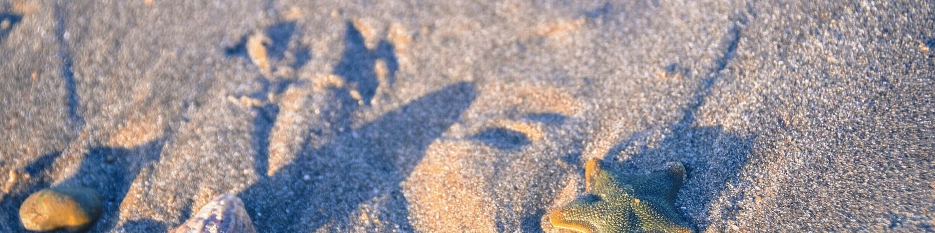 If you walk along the Buffalo Beach (near to the corner by the wharf) after the tide has gone out, you will be treated to seeing hundreds of little starfish. We wandered down the almost deserted beach as the sun set over the hills, finding whole shells and the little stars - it was magical.