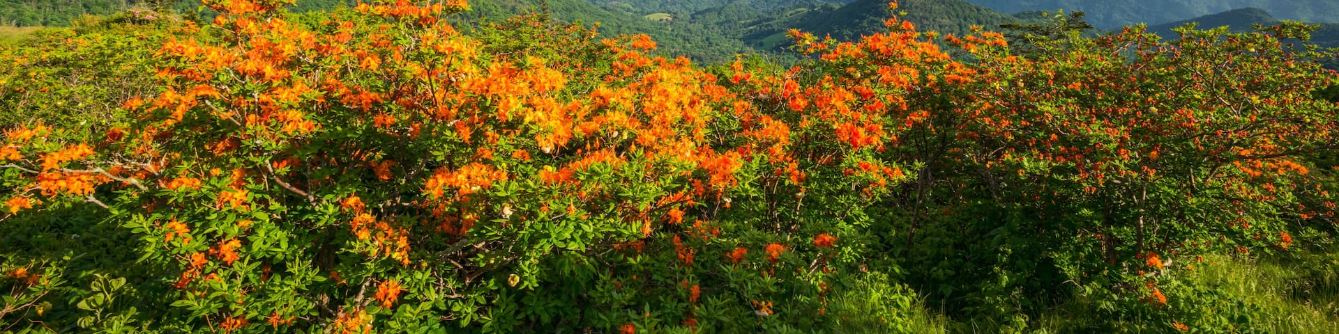 Appalachian Trail Flame Azalea Flowers Spring Mountains Scenic Landscape Photography