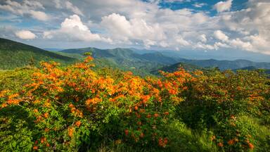Paisagem montanhosa com arbustos floridos de cor laranja e céu azul límpido.