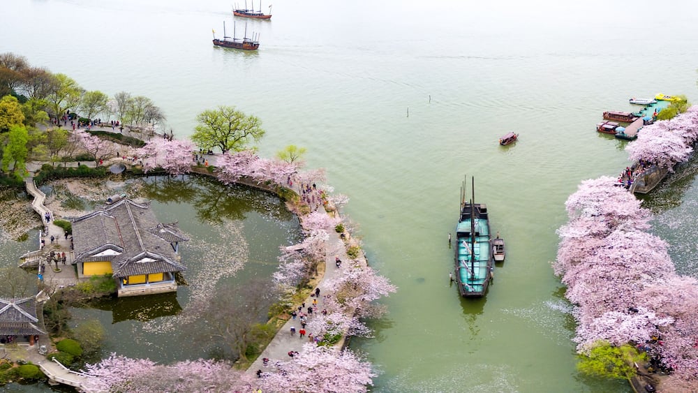 Cherry blossoms forest photographed by UAV, at Wuxi.