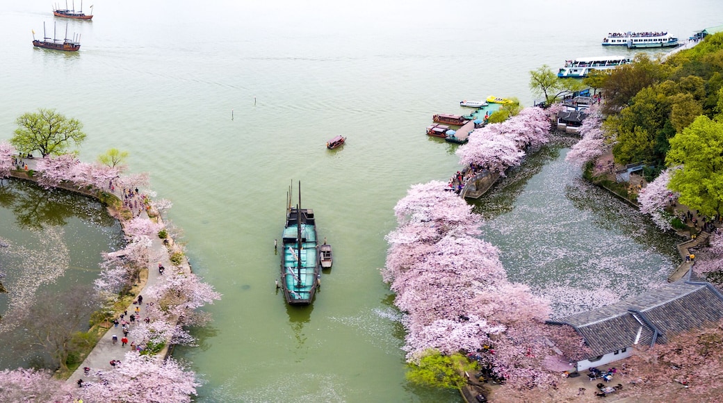 Cherry blossoms forest photographed by UAV, at Wuxi.