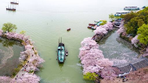 Cherry blossoms forest photographed by UAV, at Wuxi.
