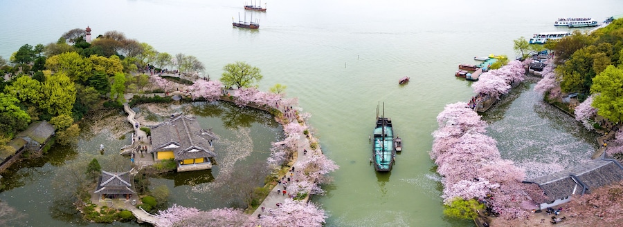 Cherry blossoms forest photographed by UAV, at Wuxi.