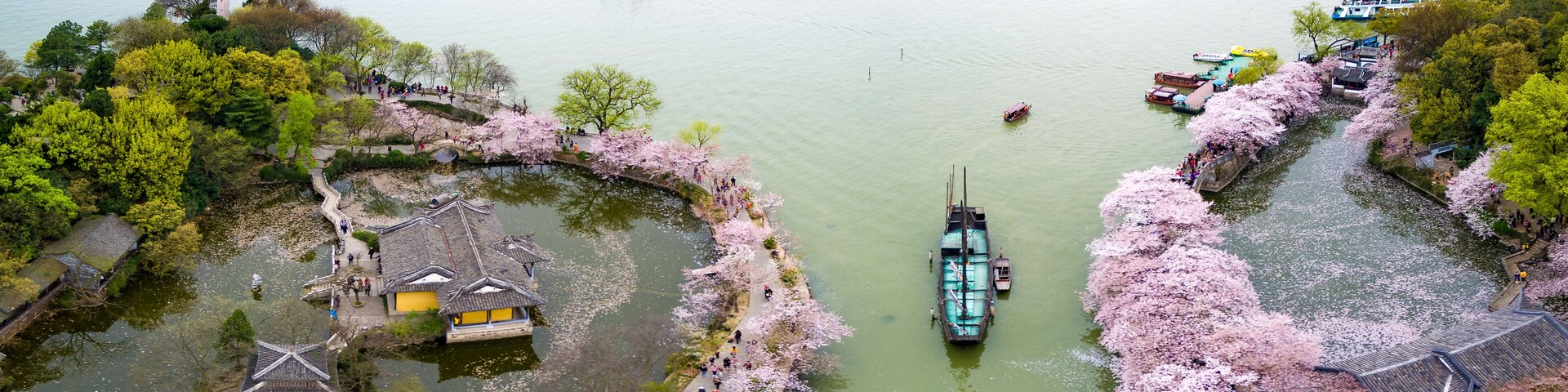Cherry blossoms forest photographed by UAV, at Wuxi.