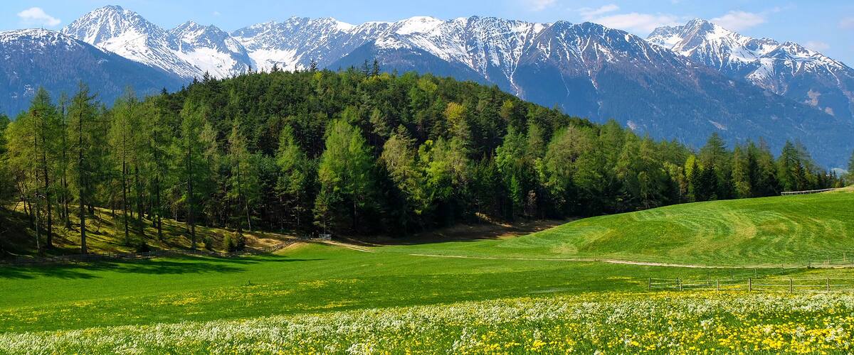 A mountain range with snow-capped peaks, a forested hill, and a meadow with wildflowers.