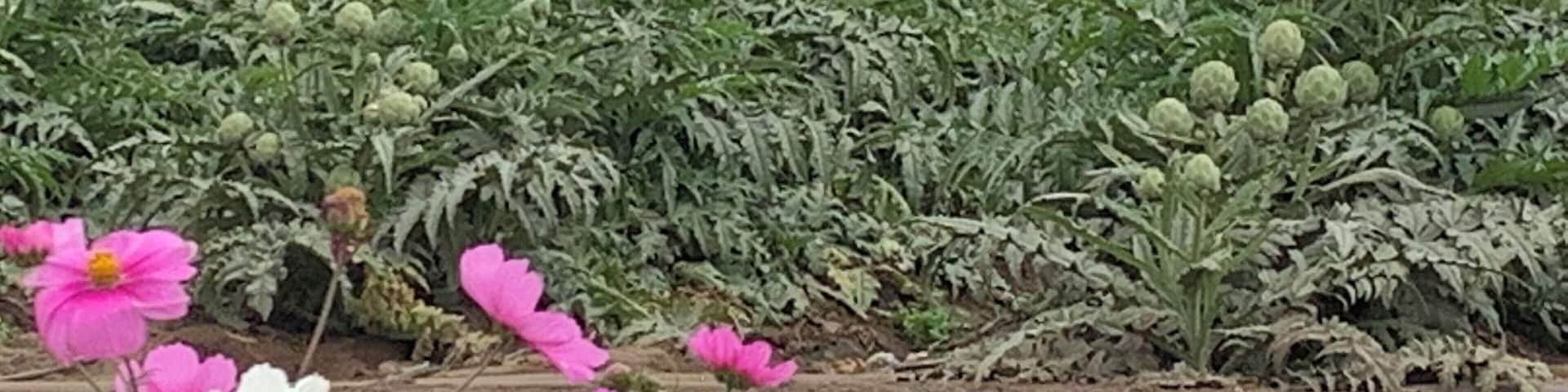 Mama you didn’t tell me that that’s what artichokes look like