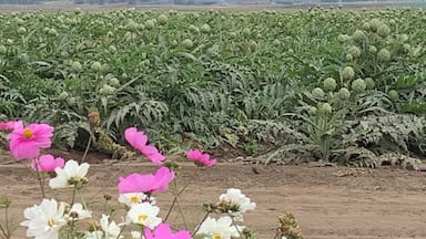 Mama you didn’t tell me that that’s what artichokes look like