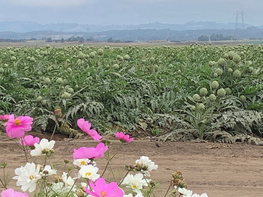 Mama you didn’t tell me that that’s what artichokes look like