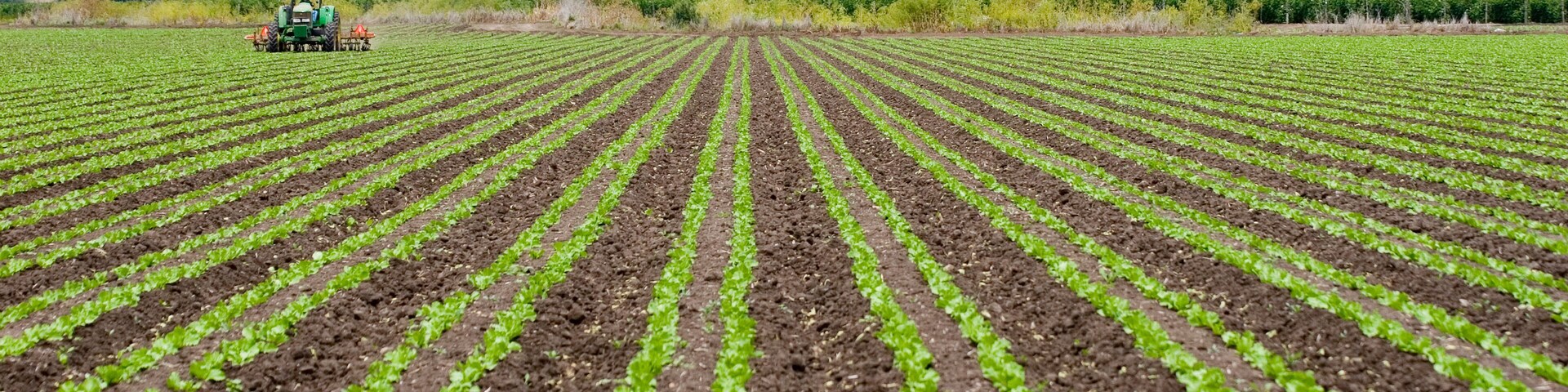 AE5FWG Farm tractor turning over soil as it moves through a field of crops in Watsonville California