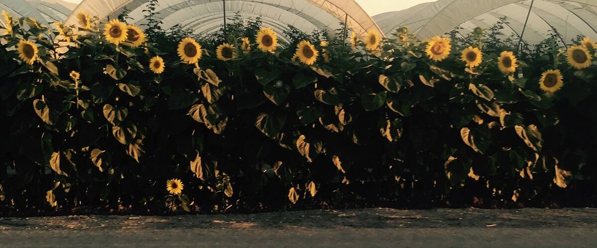 A greenhouse with sunflowers.