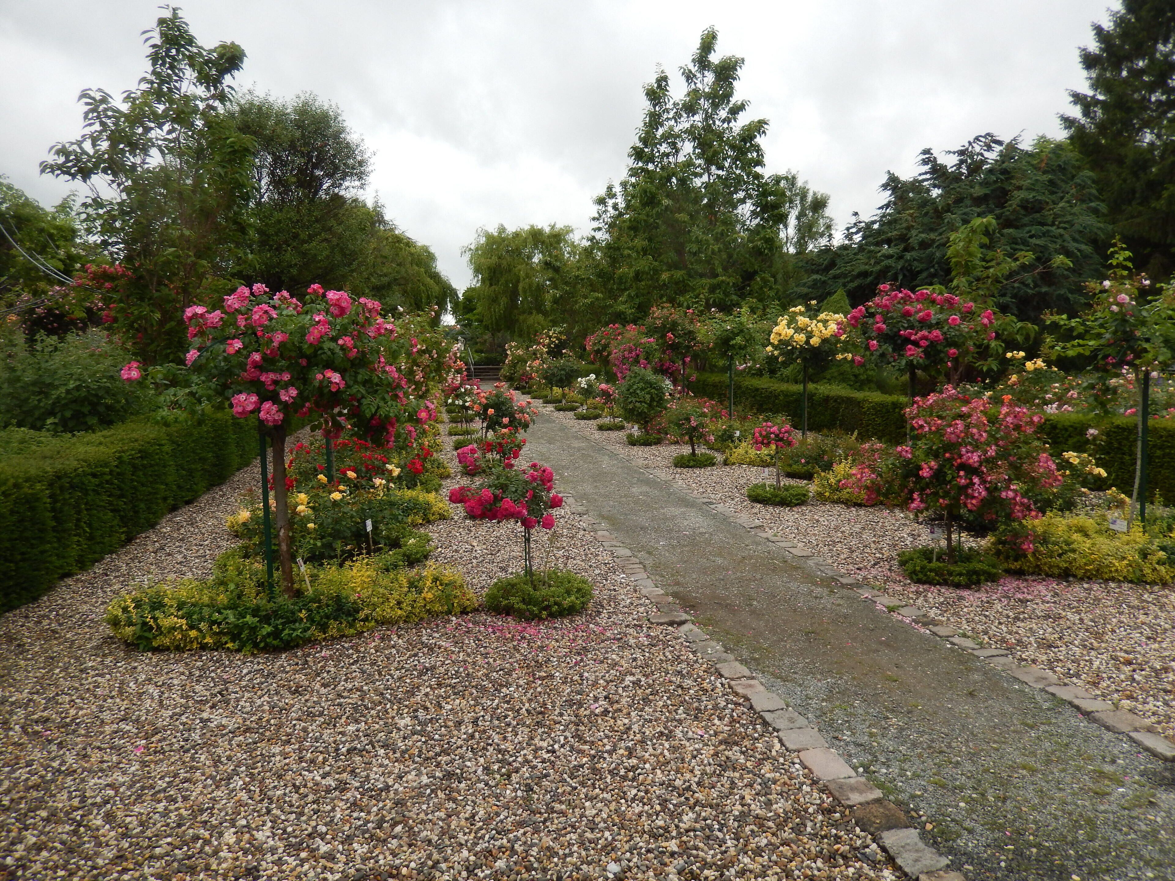Rosarium in Wilhelmshaven