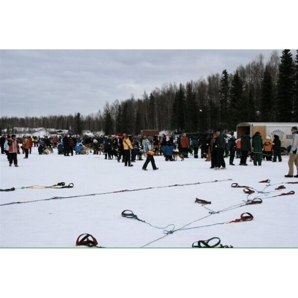 Official Start of the Iditarod. Come check it out the first Saturday in March every year. The ceremonial start is in Anchorage and the streets are packed!! You can bid to be in the basket of your favorite musher, be a handler, or watch from the sidelines. Which ever you choose it's an exciting time in Anchorage. #Iditarod #Alaska #DogMushing