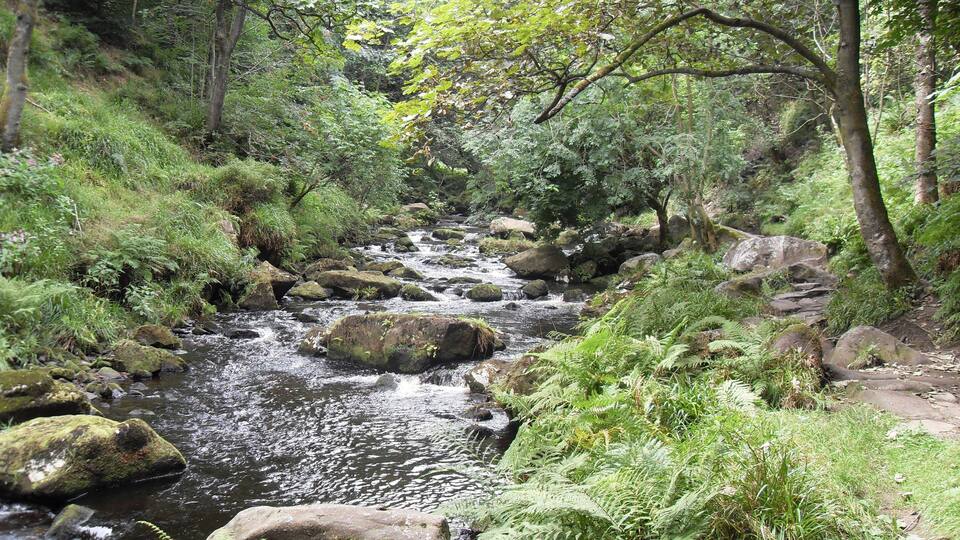 A forested stream with rocks and ferns.