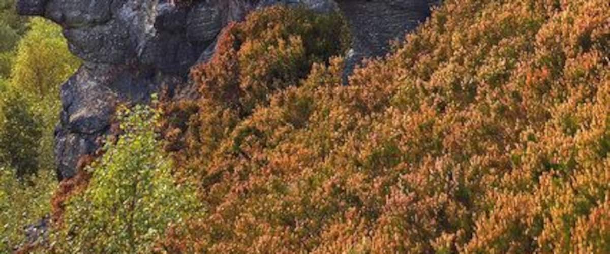 Millstone grit outcrop above the Colden Valley Above Eaves Wood, near Heptonstall