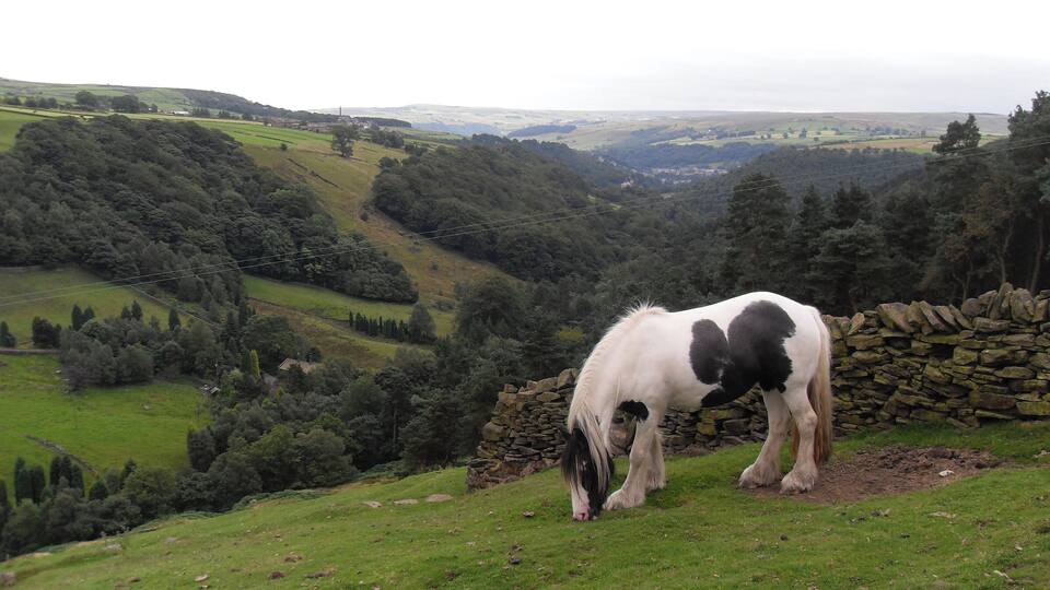 A horse grazing on a grassy hill with a stone wall and a valley in the background.