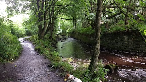 Harcastle Craggs above Hebdon Bridge,lovely place for a hike with the dogs