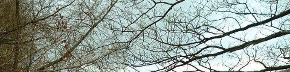 Lane Junction, Middle Dean.