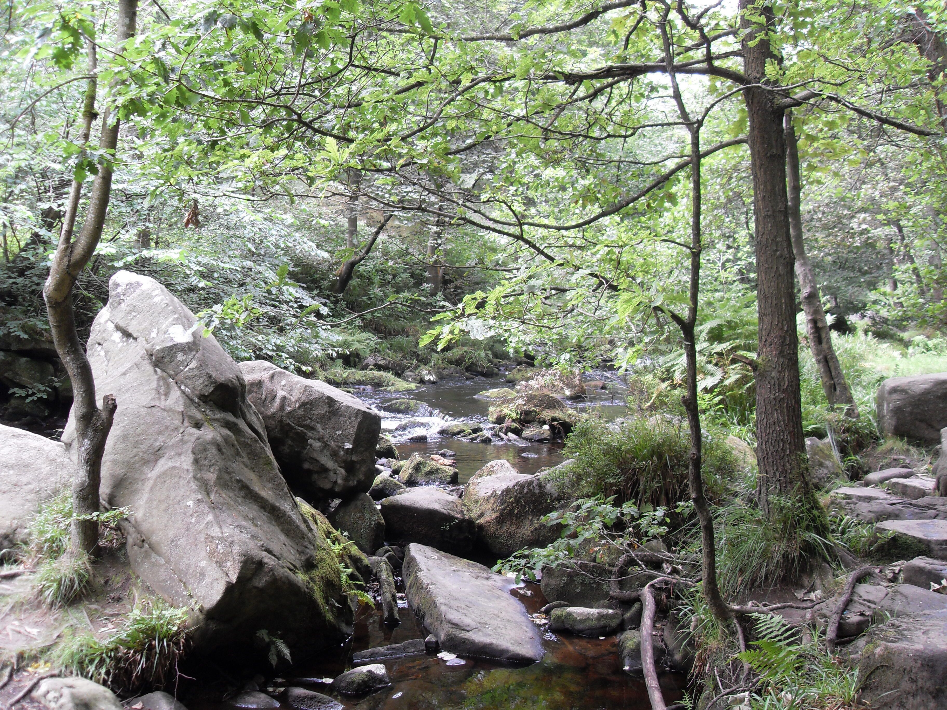 A forest stream with large rocks and lush greenery.