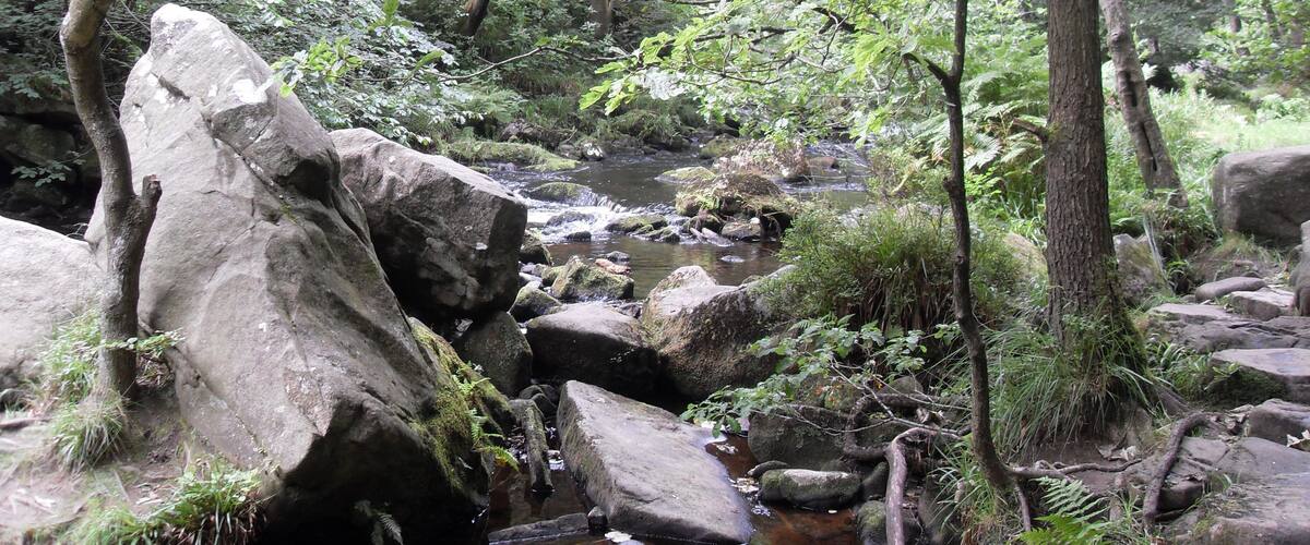 A forest stream with large rocks and lush greenery.