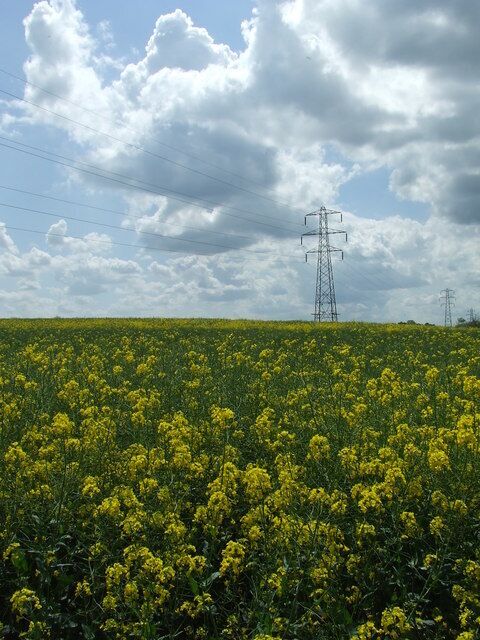 Blue Sky Yellow Field Pylons crossing a field of rape near to Cattisham, Suffolk.