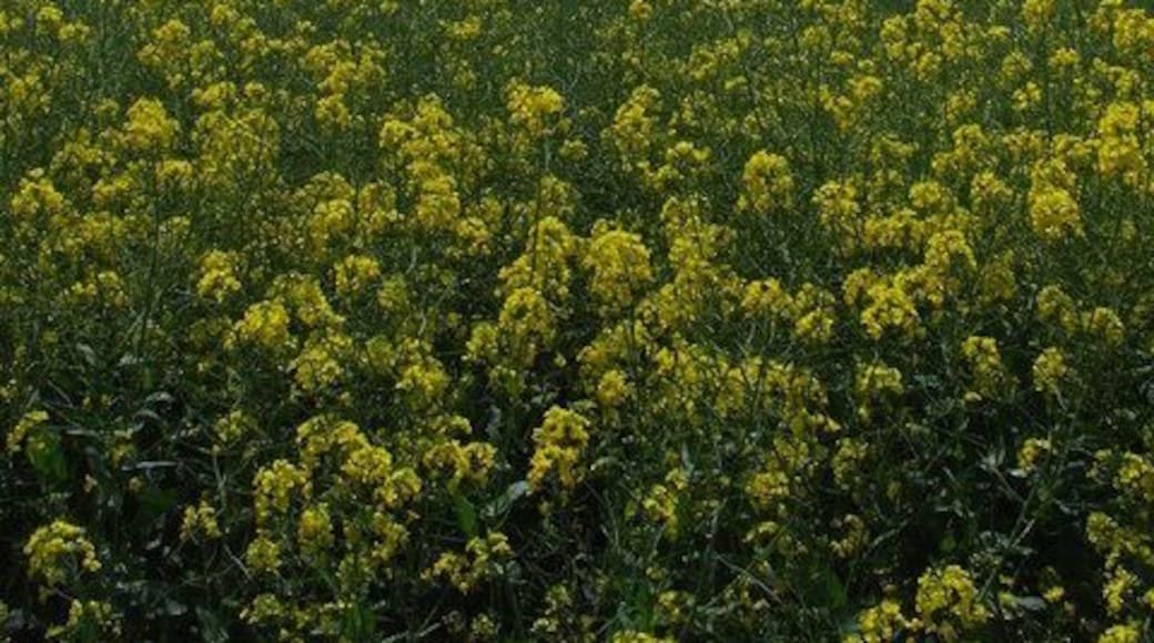 Blue Sky Yellow Field Pylons crossing a field of rape near to Cattisham, Suffolk.
