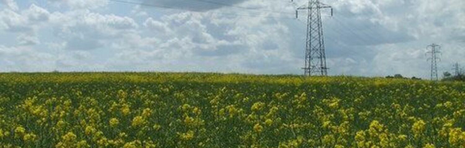Um campo de flores amarelas sob um céu nublado, com fios de eletricidade à distância.