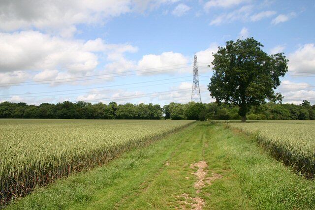 A rural landscape with a dirt path, a large tree, and a power line tower in the distance.