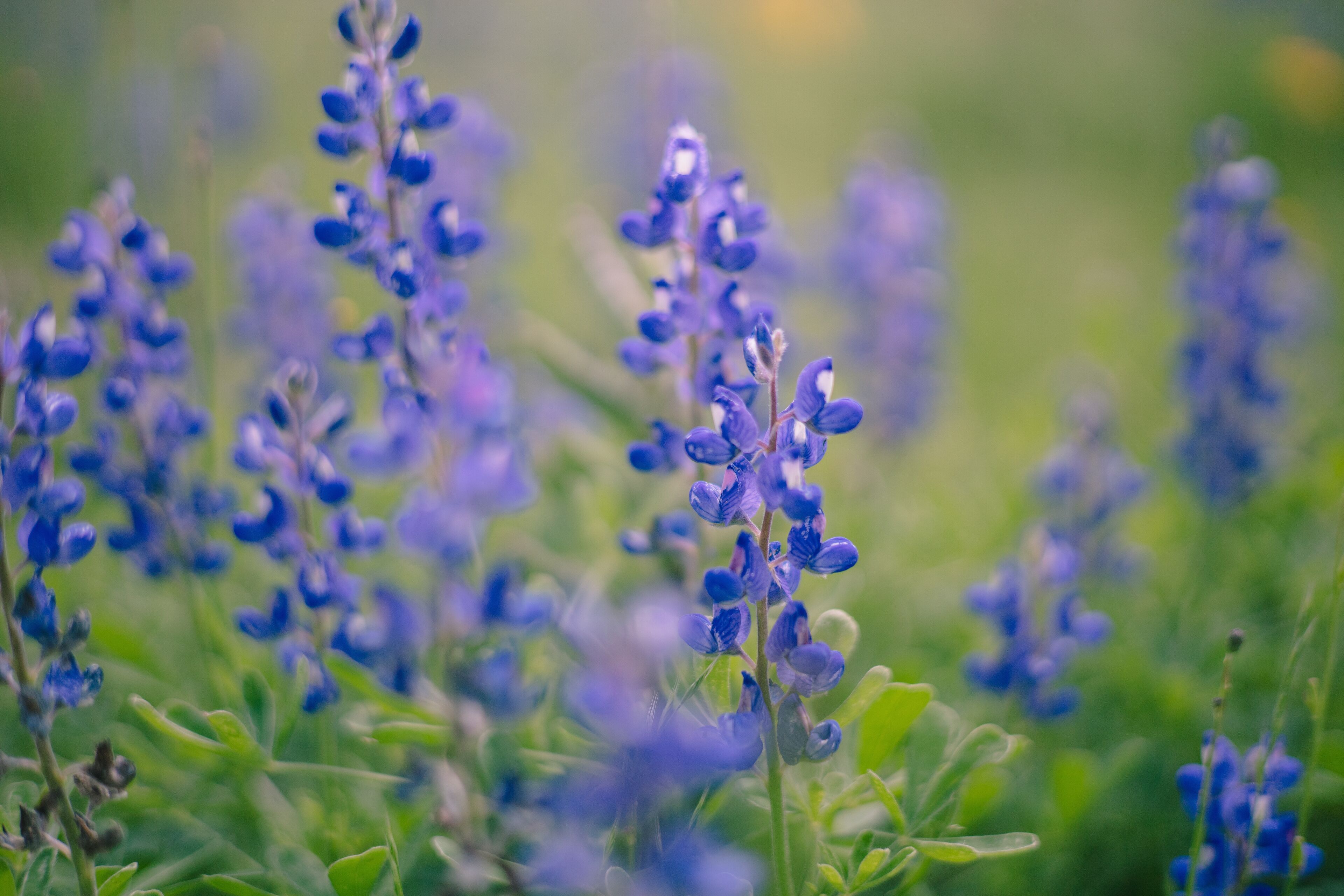 A bluebonnet (Lupinus texensis) in a field in Floresville Texas during the spring bloom. 