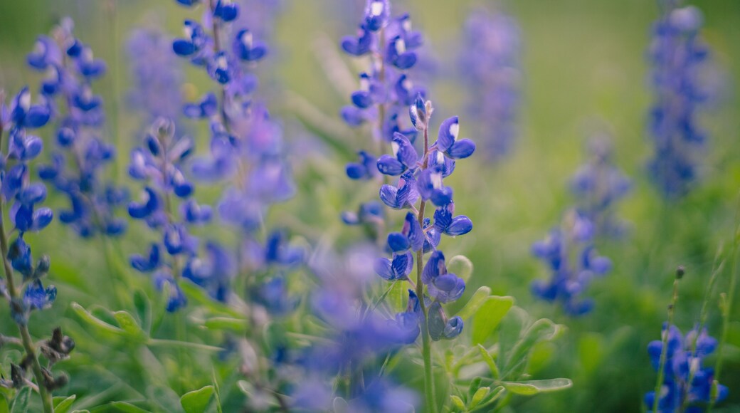 A bluebonnet (Lupinus texensis) in a field in Floresville Texas during the spring bloom.
