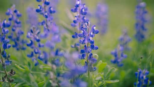 A bluebonnet (Lupinus texensis) in a field in Floresville Texas during the spring bloom.
