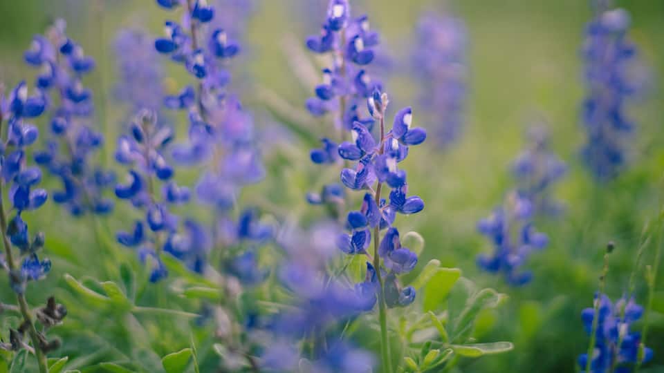 A field of purple lupine flowers.