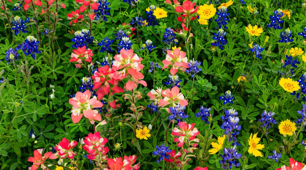 Texas field of wildflowers, mixed colors.