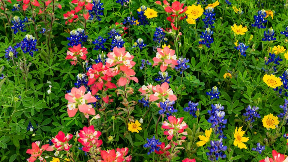 A field of colorful wildflowers including red, pink, yellow, and blue blooms.