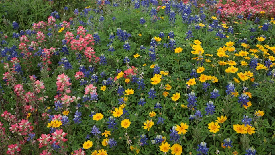 A field of wildflowers with yellow, pink, and blue blooms.