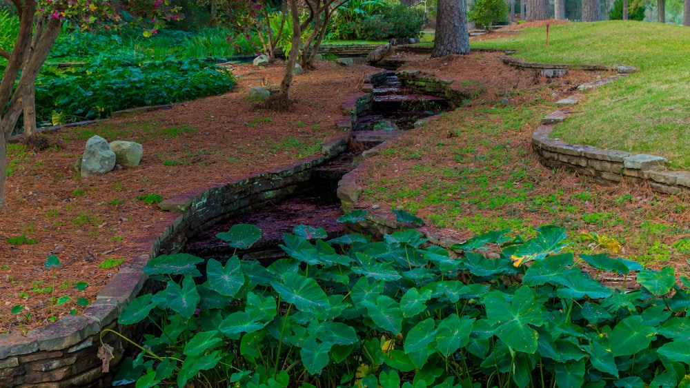 Peaceful Stream And Azalea Leaves,Hodges Gardens,Florien,Louisiana,USA
