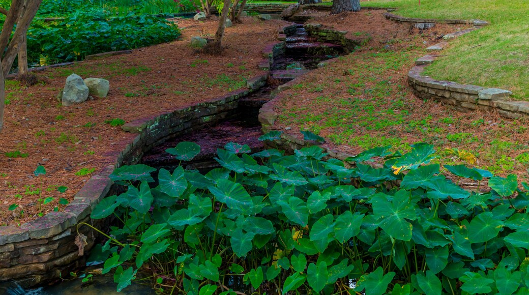 Peaceful Stream And Azalea Leaves,Hodges Gardens,Florien,Louisiana,USA