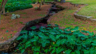 Peaceful Stream And Azalea Leaves,Hodges Gardens,Florien,Louisiana,USA