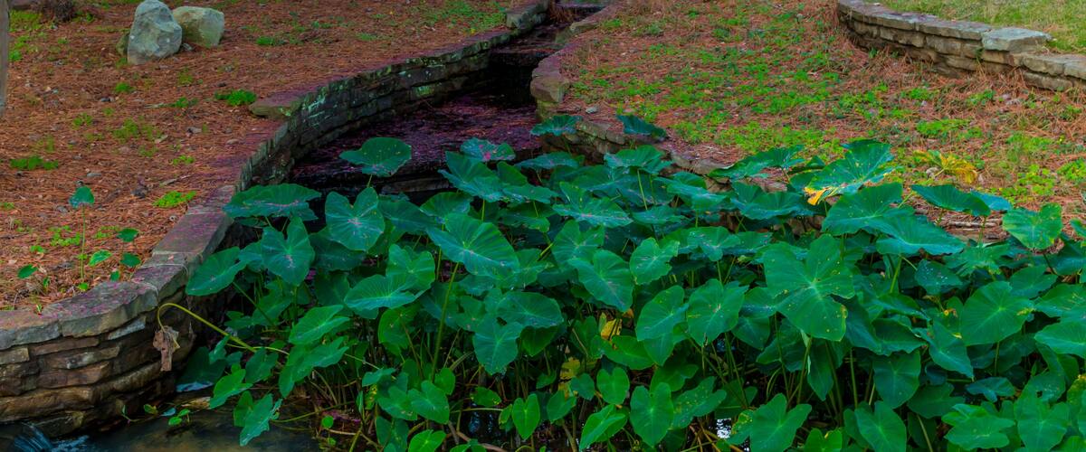 A garden with a stone water feature, lush greenery, and a small stream.