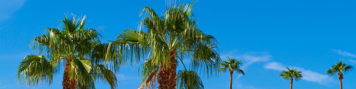 Palm trees with mountain range background in La Quinta, California in the Coachella Valley,