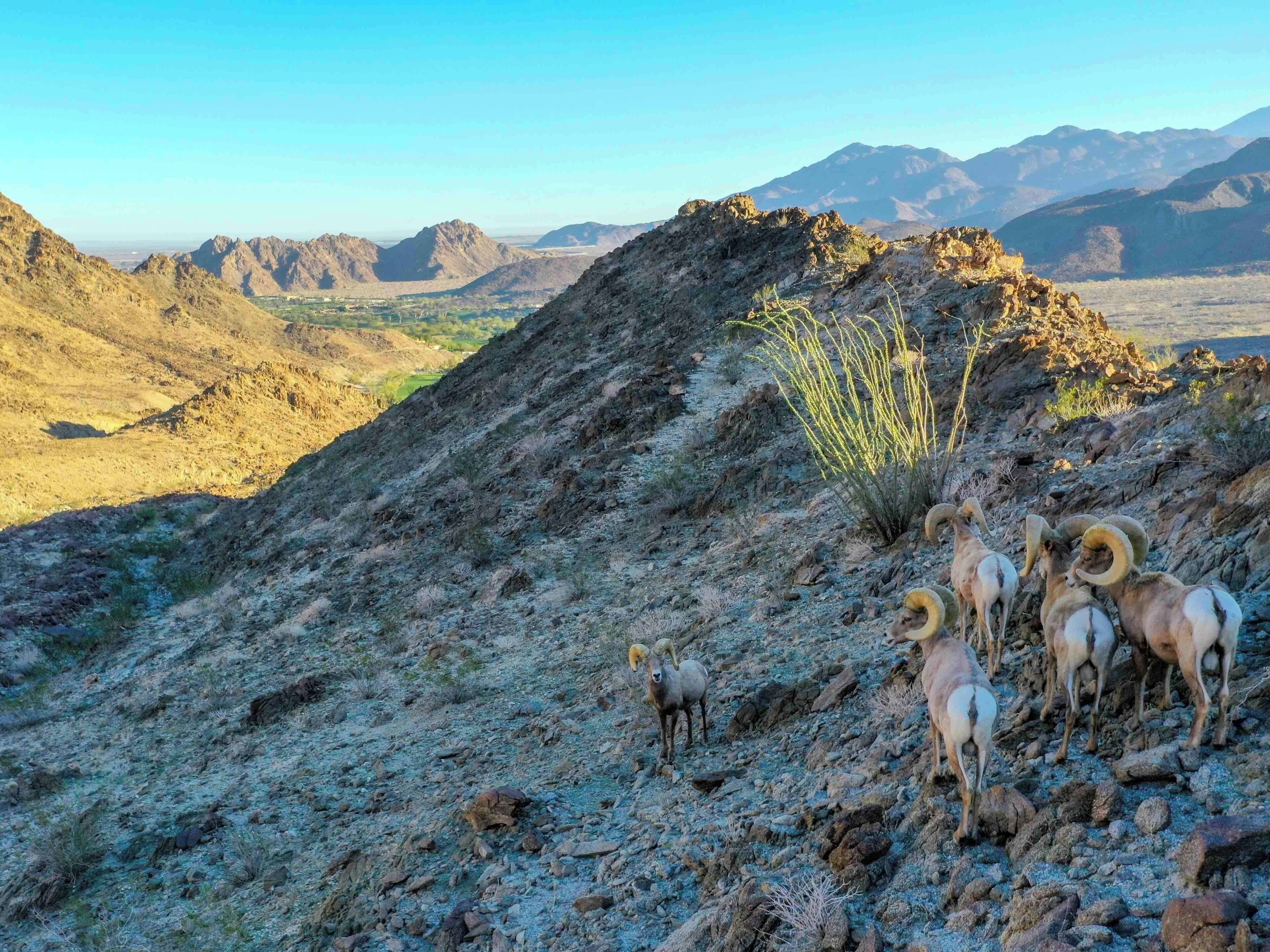 Take us to your leader!!
Amazing capture!
#wildlife #bighorn #sheep #animals #outdoors #nature #palmsprings #california #mountains #takeahike #optoutsjde #drone #photography #usa #america