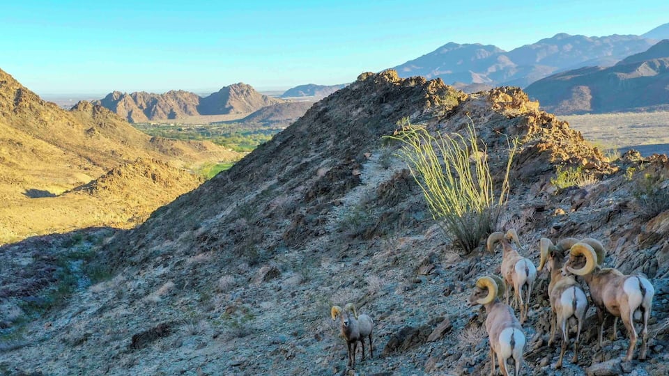Take us to your leader!!
Amazing capture!
#wildlife #bighorn #sheep #animals #outdoors #nature #palmsprings #california #mountains #takeahike #optoutsjde #drone #photography #usa #america