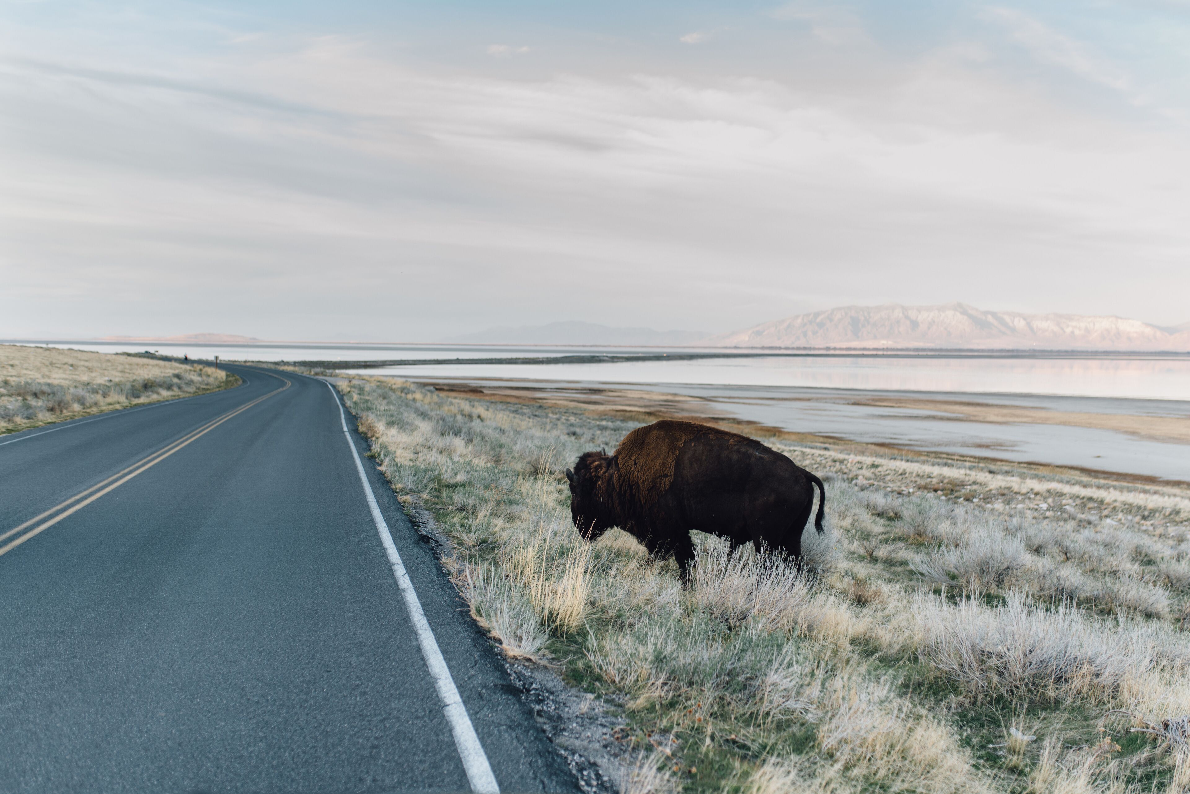 A Bison crossing the road